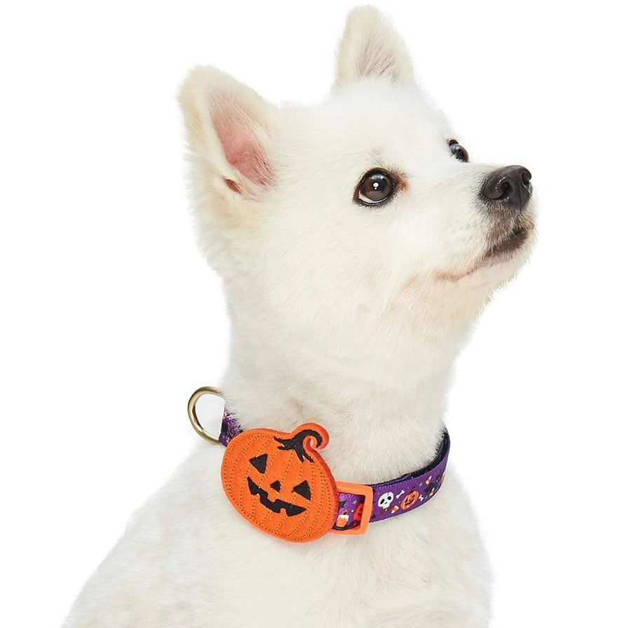Halloween Charm Collar for Dogs – Jack-O'-Lantern & Witch Hat Designs